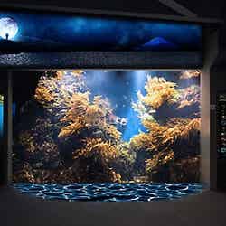 魚たちとの夢がはじまる［相模湾ゾーン／岩礁水槽］／画像提供：新江ノ島水族館