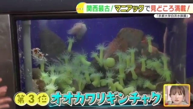 地元の生き物を展示する関西最古の水族館！「京都大学白浜水族館」