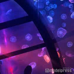 すみだ水族館(C)モデルプレス