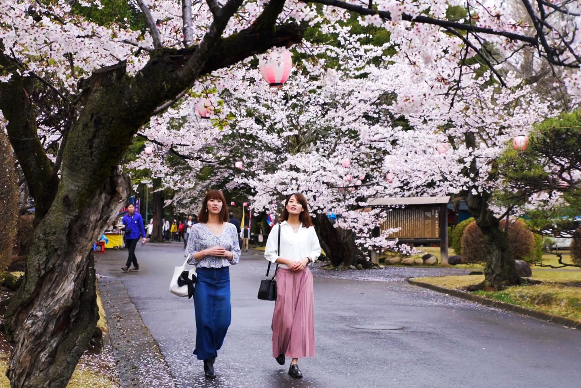 思川桜まつりでは各所でイベントが盛りだくさん／小山市