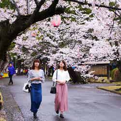 思川桜まつりでは各所でイベントが盛りだくさん／小山市