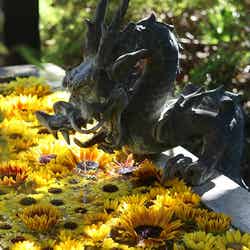 HANA・BIYORI/画像提供:よみうりランド