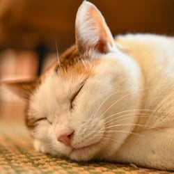 亡くなった飼い猫が戻ってきた…?心がホッとあたたまるエピソードとは