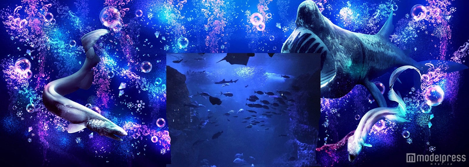 新江ノ島水族館、夜イベントがカラフル＆ファンタジックにパワーアップ！