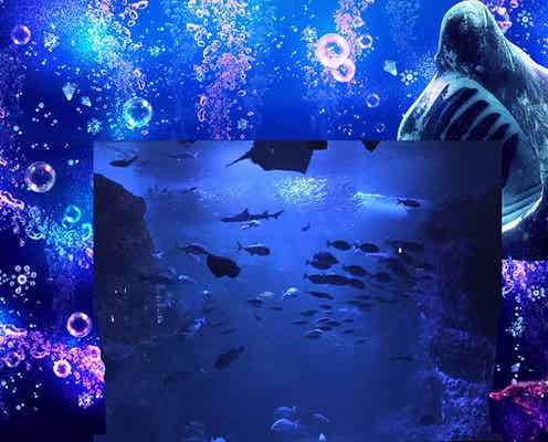 新江ノ島水族館、夜イベントがカラフル&ファンタジックにパワーアップ!