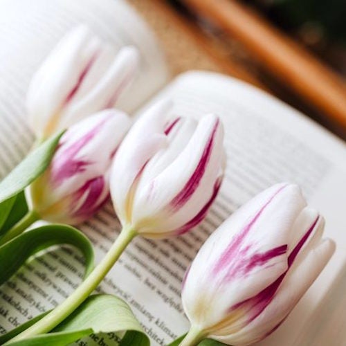 白い花の美しい花言葉一覧 恋愛や感謝を意味する贈り物にも最適な花をご紹介 モデルプレス
