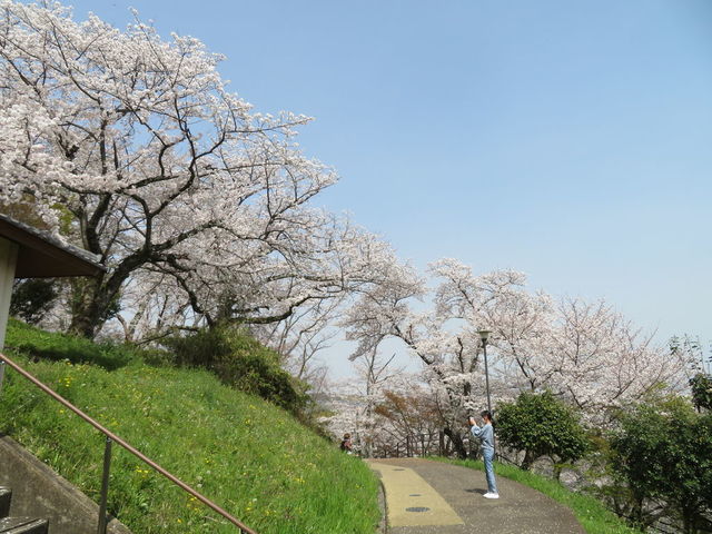 お花見シーズン到来！地元の人が教える「奈良のお花見スポット」