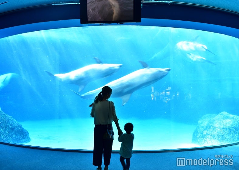 名古屋港水族館のイルカたち
