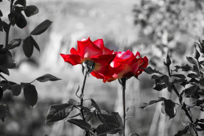 『愛は、私たちを幸福にするためにあるのではなく、