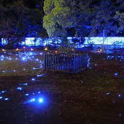 青い光が幻想的な青蓮院門跡／Shorenin Lightup at Kyoto.
by skyseeker