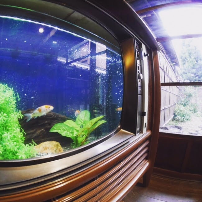 古いブラウン管テレビを改造して作ったアクアリウム／画像提供：一般社団法人わんだふる