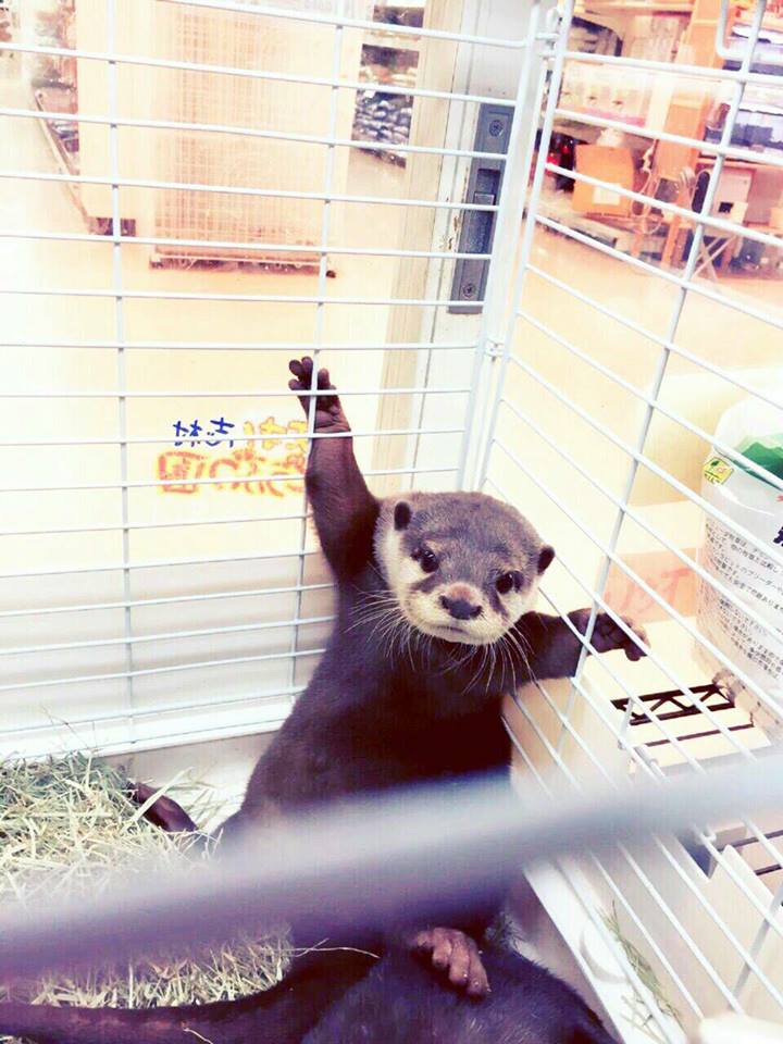 神戸「北野坂 か和うそCafe」のカワウソが悶絶級に可愛い 小動物の天国が話題に