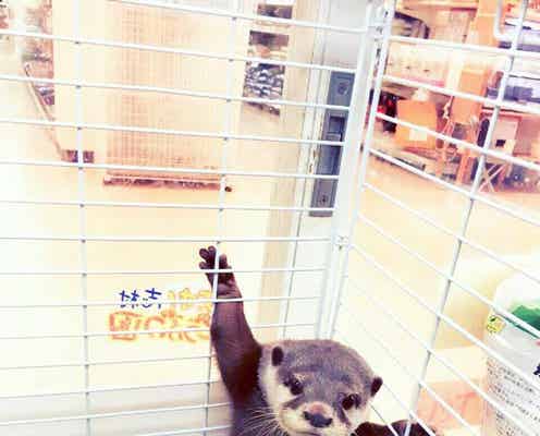 神戸「北野坂 か和うそCafe」のカワウソが悶絶級に可愛い 小動物の天国が話題に