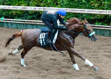 【神戸新聞杯】ショウナンハヤナミ 初コンビ池添を背に軽やか登坂 長欠明けでも準備OK 渡辺師「重賞レベルの力ある」