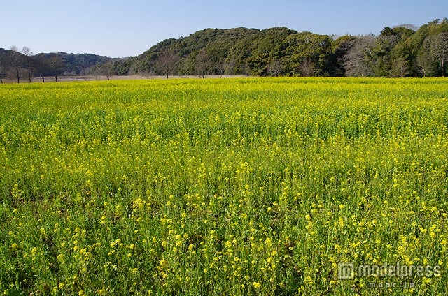 桶ヶ谷沼／photo by nubobo