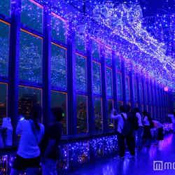東京タワーに“天の川イルミ”が輝く　LED16万個の幻想的な七夕空間にため息／画像提供：東京タワー