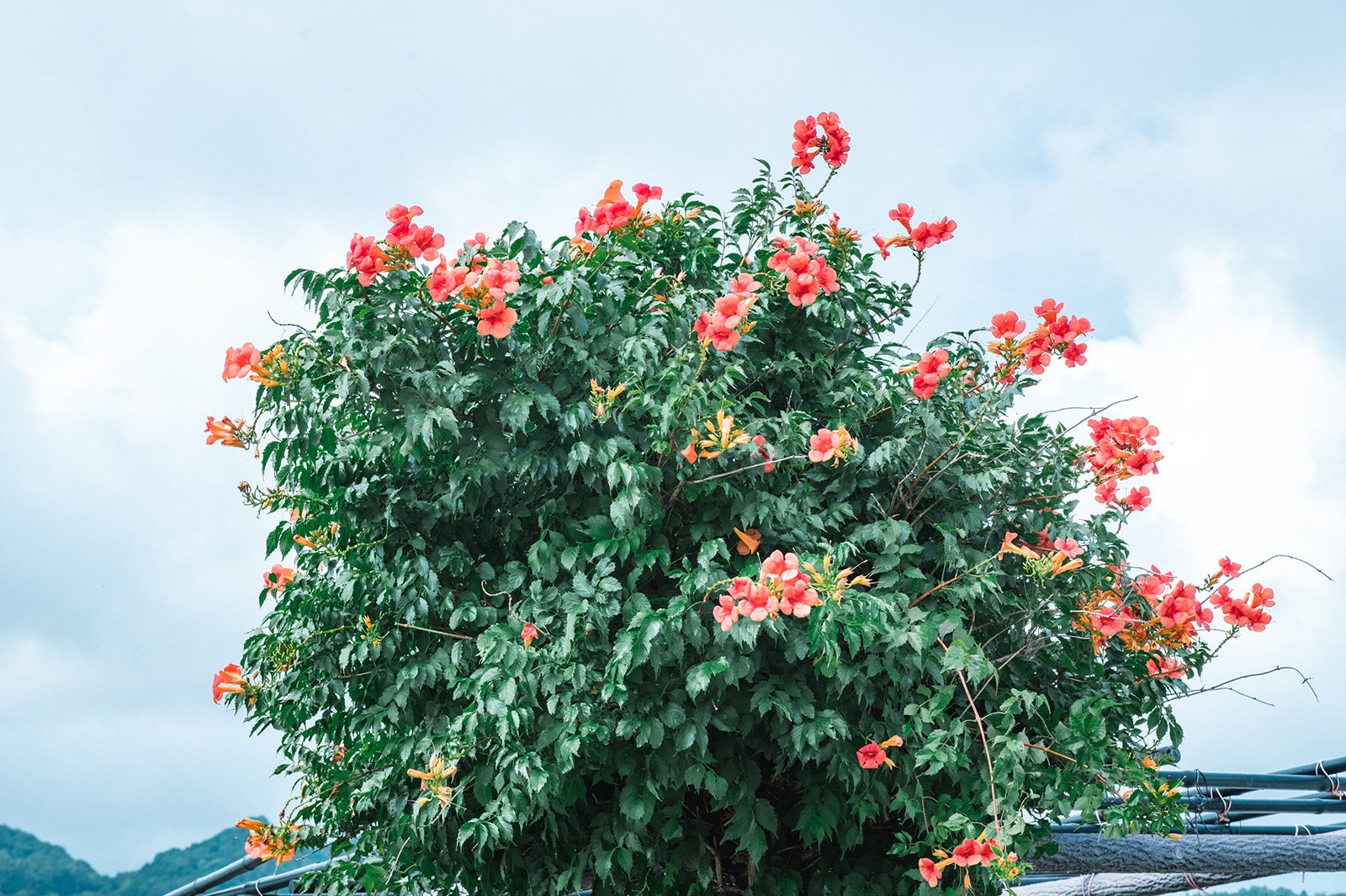 BLUE BEACH NACHI／画像提供：Ginger