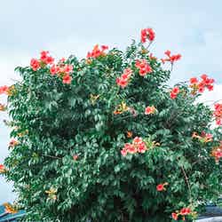 BLUE BEACH NACHI/画像提供:Ginger