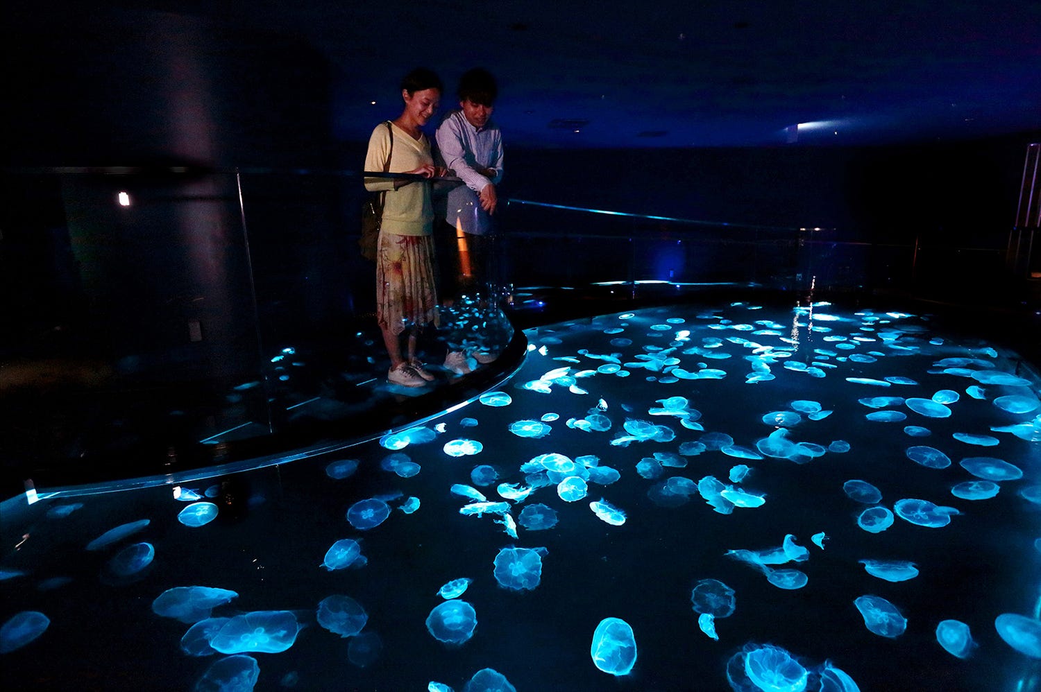 すみだ水族館で大規模リニューアル、クラゲ新水槽&飼育作業を眺められる新エリア