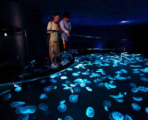 すみだ水族館で大規模リニューアル、クラゲ新水槽&飼育作業を眺められる新エリア