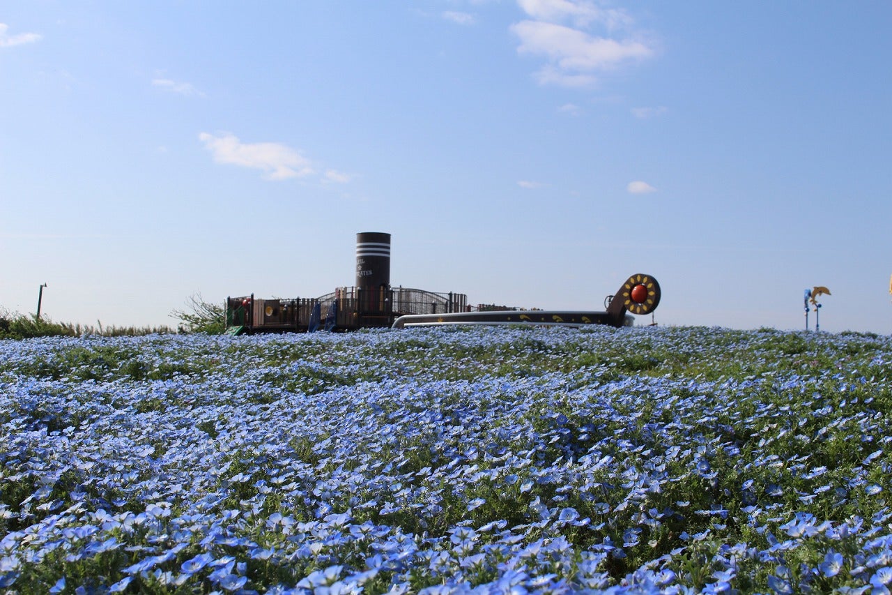 「ソレイユ☆パイレーツ」前のネモフィラの花畑／画像提供：ソレイユの丘