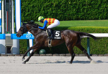 昨年のカペラS覇者テーオーエルビスがドバイゴールデンシャヒーンへの出走を辞退 次走は東京スプリントへ