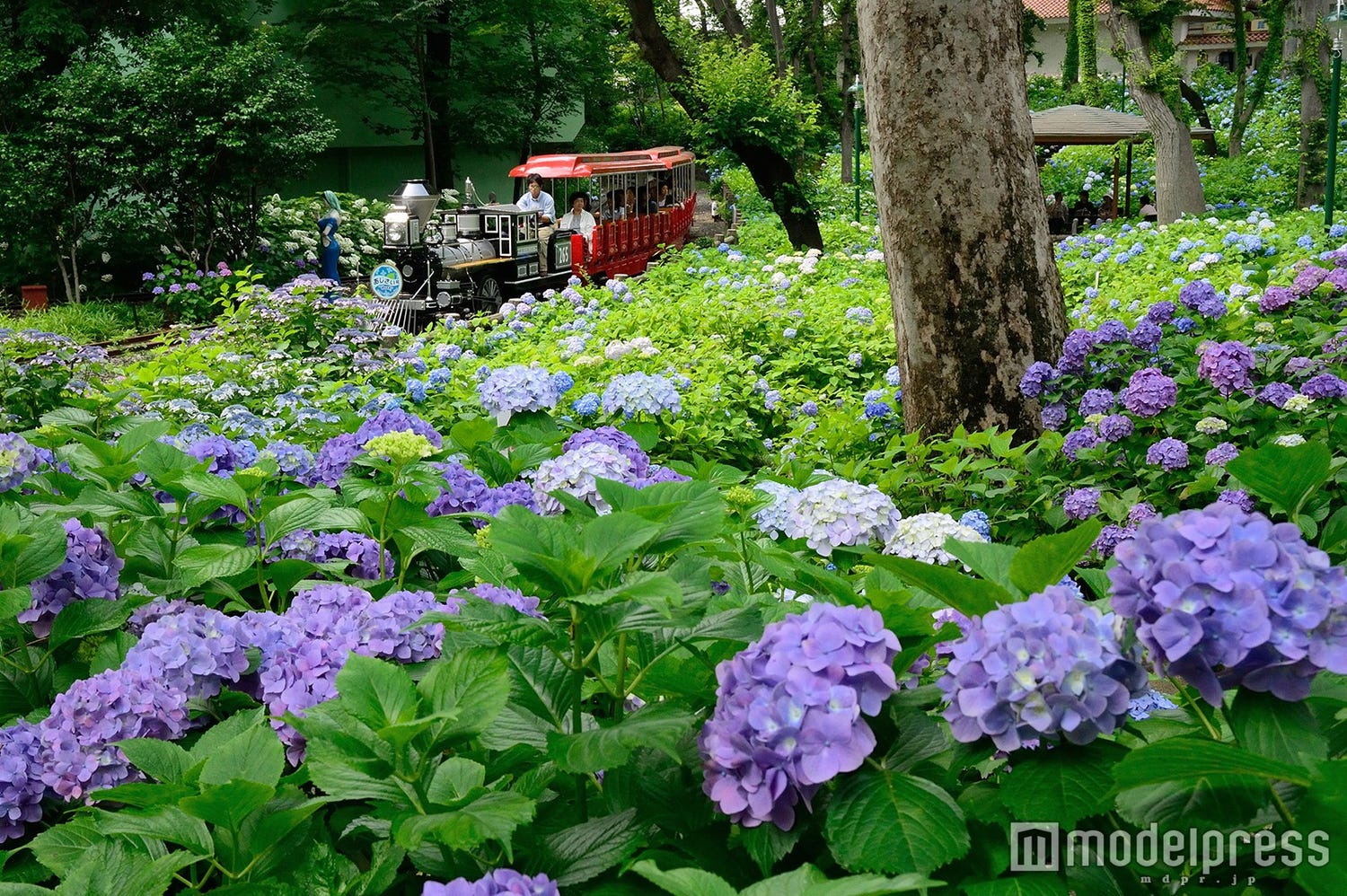 あじさい1万株がとしまえんで満開に 夜は幻想的にライトアップ