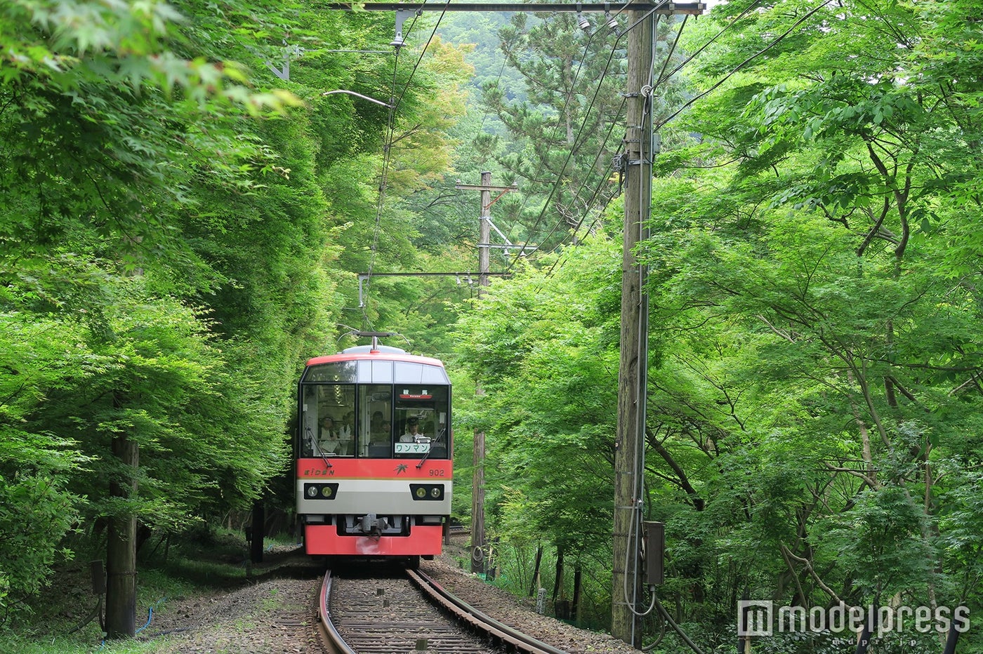 太陽の光を受け、より瑞々しさが際立つ／画像提供：叡山電鉄
