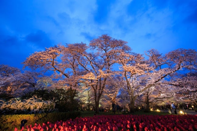 京都の穴場花見スポットで夜桜250本ライトアップ 女子旅プレス