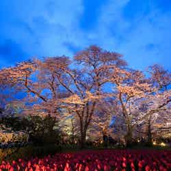 桜ライトアップ2017／画像提供：京都府
