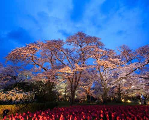 京都の穴場花見スポットで夜桜250本ライトアップ