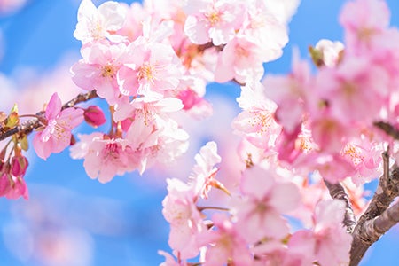 画像2 4 日本一かわいい 名字ランキング モデルプレス