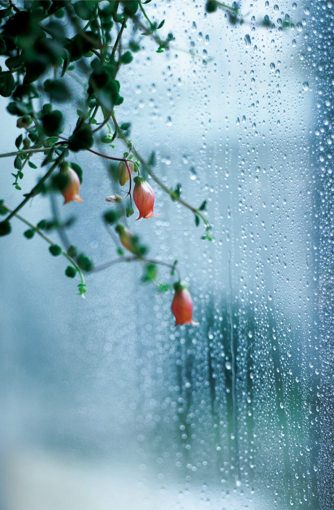 梨花「わたしのユリイカ」より（C）SDP