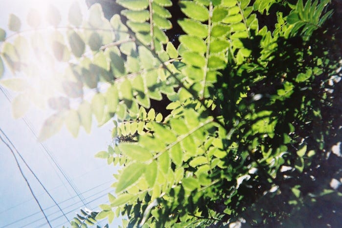 「写ルンです」で撮った写真