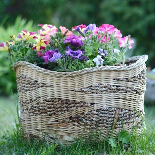 庭先を彩る鮮やかな夏の花壇特集 日差しに強くて丈夫なおすすめの人気品種をご紹介 モデルプレス