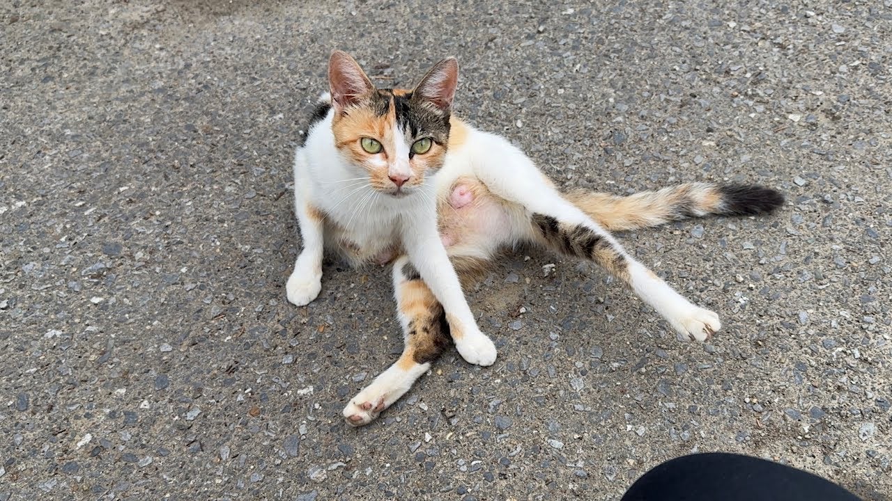 もちまる日記、痩せ細った三毛猫を発見 今回は「TNR」するという判断に