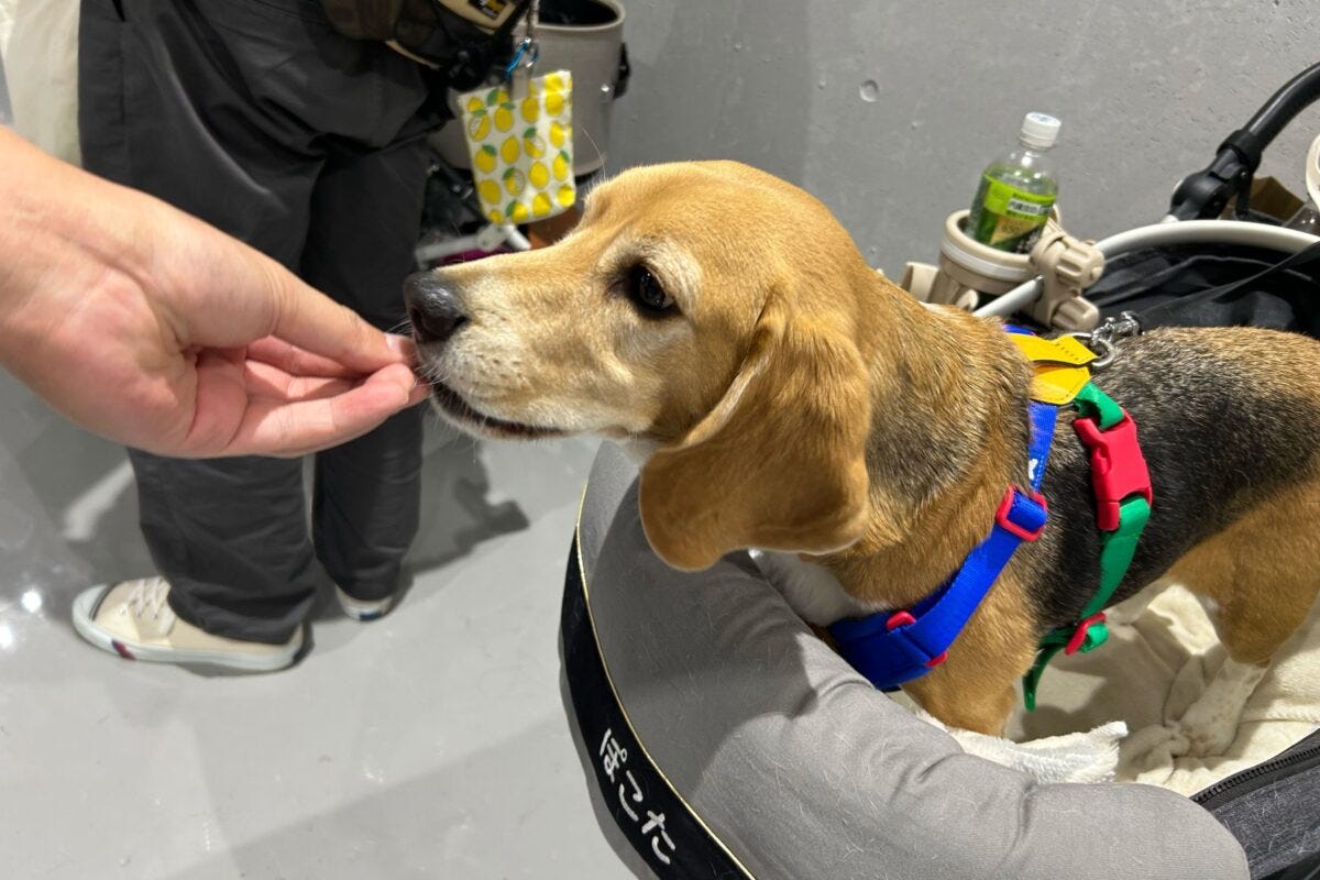 インターペット東京