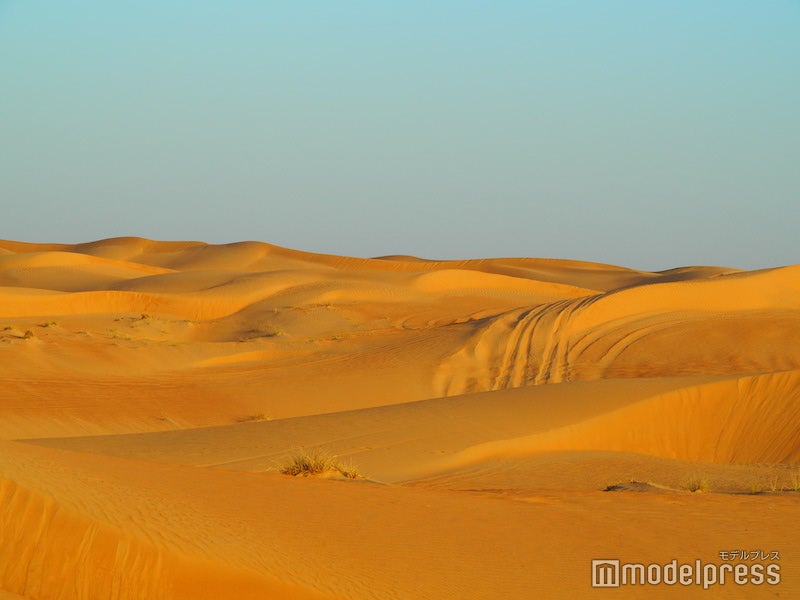 雨がほとんど降らない砂漠では、日本では普段見ない植物がたくさん（C）モデルプレス