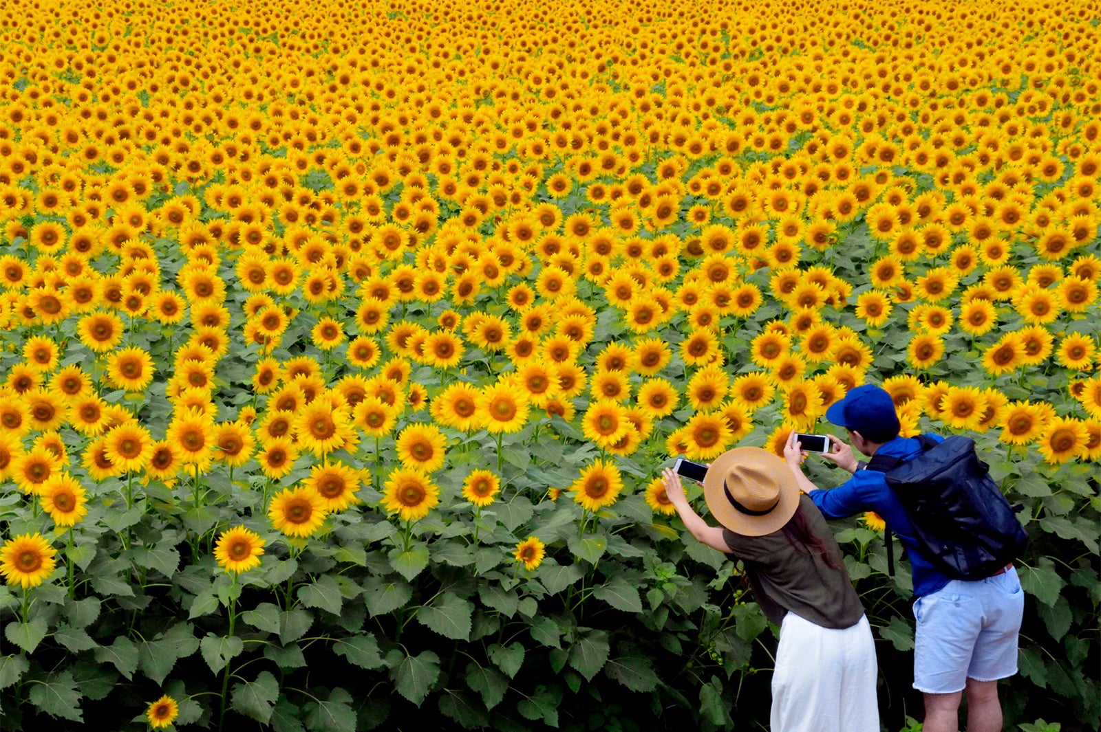 ビタミンカラーに元気をもらう　明野のひまわり畑／画像提供：北杜市観光協会