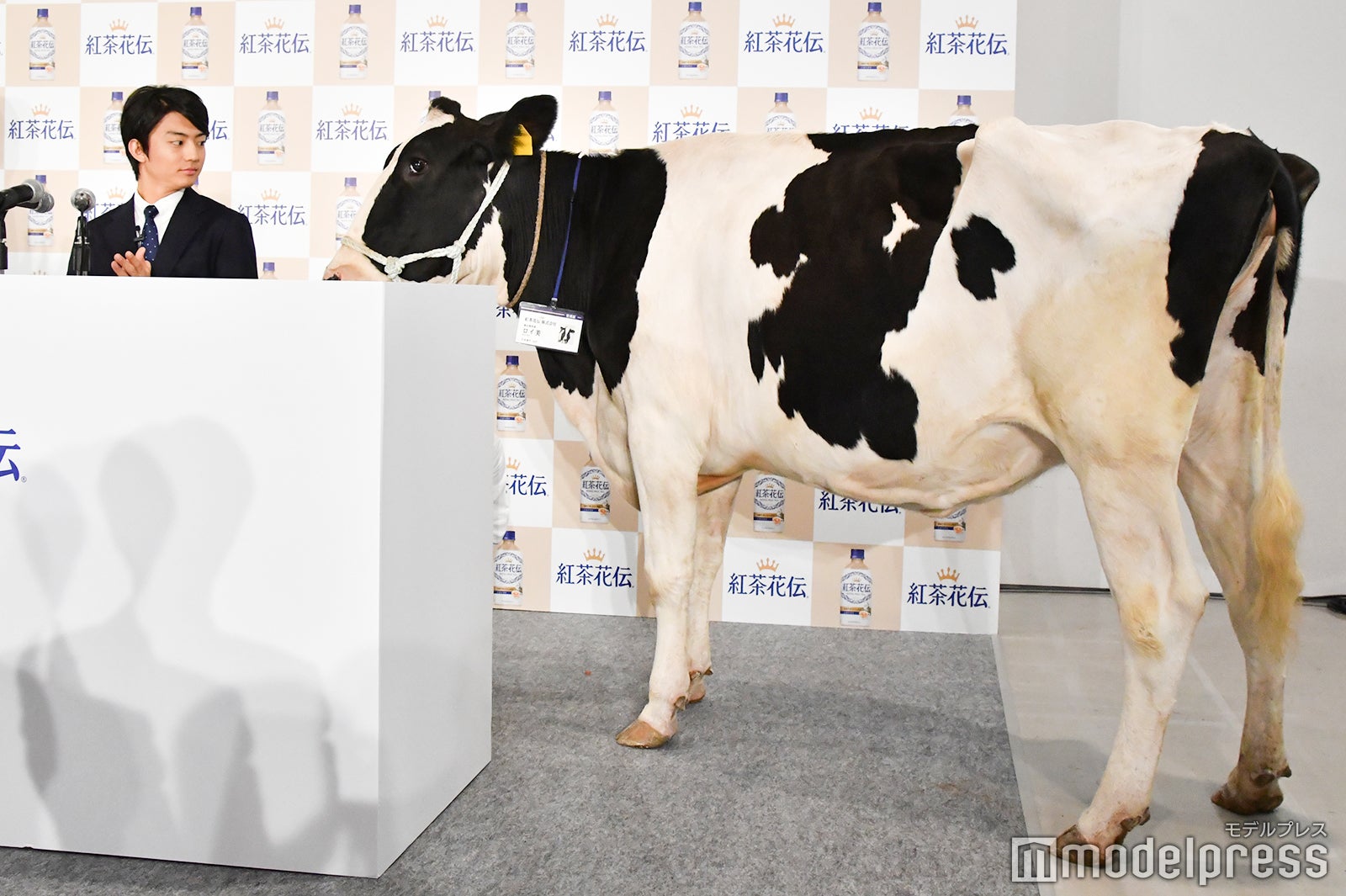 牛のロイ美と共演した伊藤健太郎 （C）モデルプレス