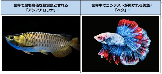 ジュエリーアクアリウム／画像提供：アイティベル