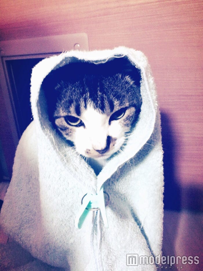 佐藤健から届くほんわかlineが癒される 愛猫の キャベツ巻き に かあいい モデルプレス