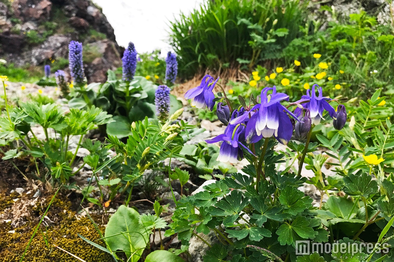 （C）モデルプレス