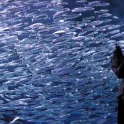 きらめくイワシの大群 北海道 登別の水族館 照明で演出も モデルプレス きらめくイワシの大群 北海道 登別の水族館 照明で演出も モデルプレス