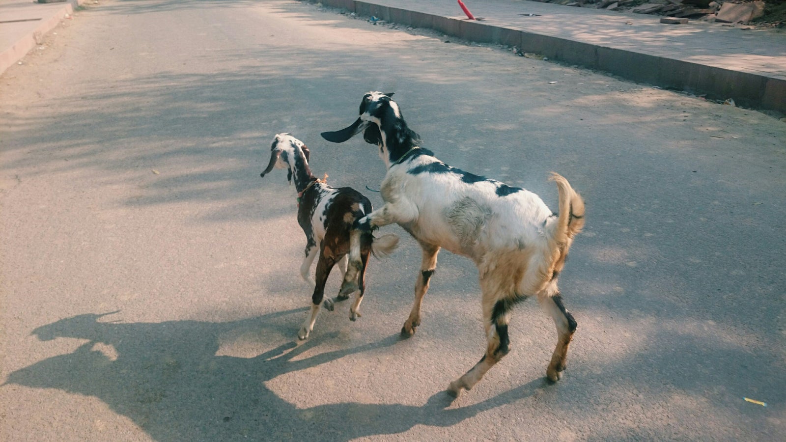 ヤギ／画像提供：所属事務所