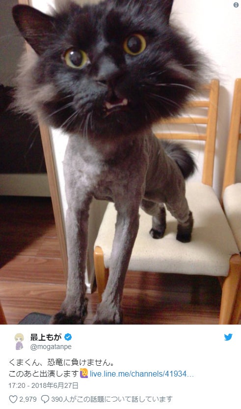 最上もが、もふもふな愛猫が劇的チェンジ「合成ではありません」