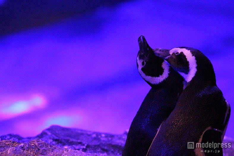 ペンギンと一緒に音楽鑑賞 夜の水族館でDJプレイ