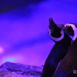 「ペンギンと音楽の夜~Penguin Music Night~」が今年もスタート/画像提供:すみだ水族館【モデルプレス】