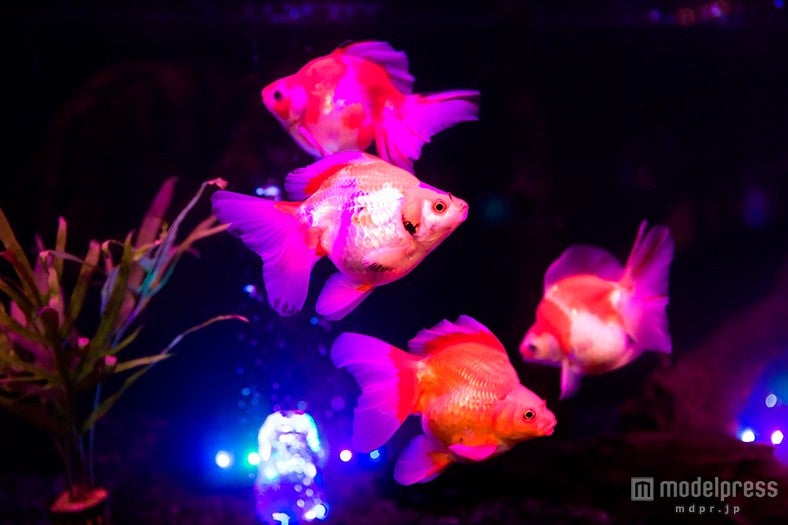 「水中楽園アクアリウム」イメージ／画像提供：時之栖