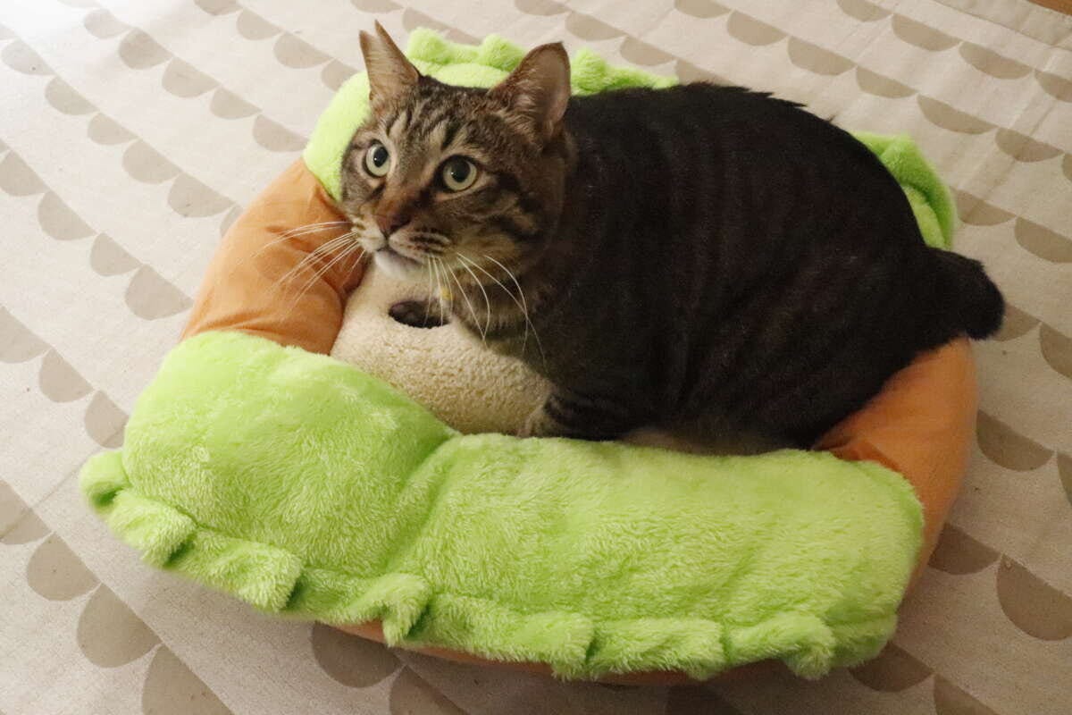 ペットベッド